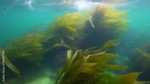 Underwater view of seaweed swaying gently in the ocean currents, with sunlight filtering through the water surface.