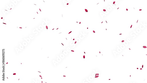 Wallpaper Mural Romantic rose petals rain overlay for wedding and valentine's day. beautiful falling flower petals animation with transparent background loop. Torontodigital.ca