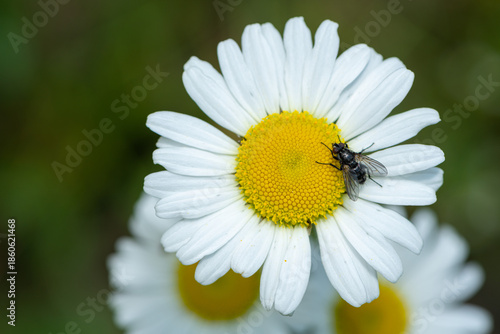 Small fly resting on daisy blossom in springtime meadow