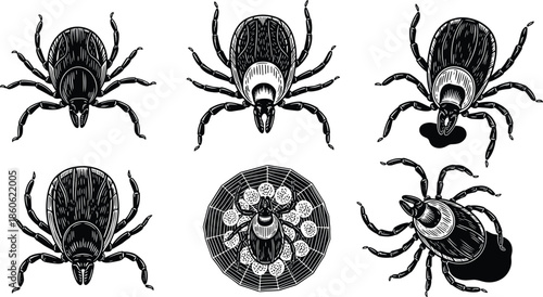 Tick insect illustrations set, detailed parasite arachnid views, disease carrier concept, medical entomology symbols, black isolated vector art