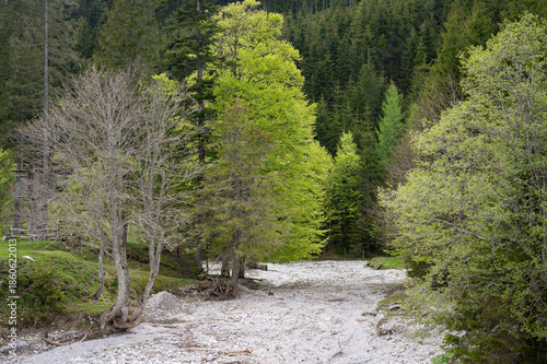 Spring landscape with dry riverbed and green trees