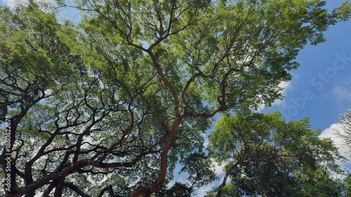 The large, spreading canopy and distinctive branching of a tree. its iconic umbrella-shaped crown in blue sky 