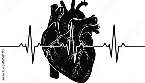 Human heart anatomy illustration, electrocardiogram heartbeat line, medical cardiology concept, healthcare science symbol, black isolated vector art, minimal line drawing