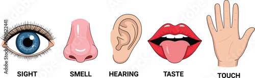 Educational illustration of the five human senses featuring sight smell hearing taste and touch with icons and text labels
