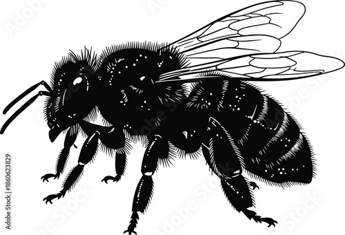 Detailed bee silhouette illustration, black white insect vector, flying honey bee outline, vintage engraving style, nature wildlife graphic design