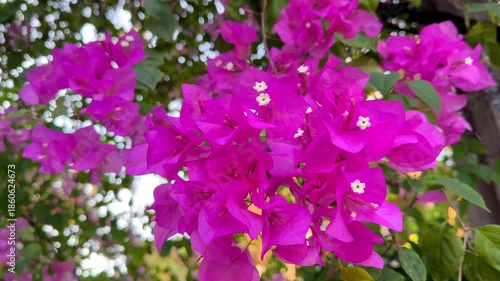 A close-up view of vibrant pink bougainvillea flowers blooming on a lush green branch. 