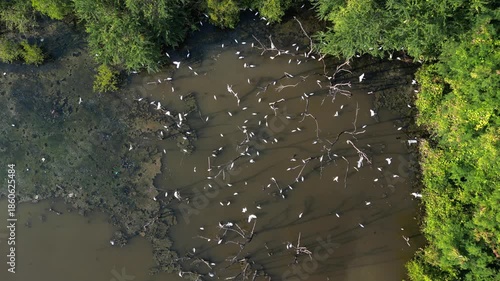 흰색의 커다란 태국의 철새들이 연못에서 휴식과 먹이활동, 백로, 왜가리, 황새, 그리고 해오라기 집단 서식지,	
