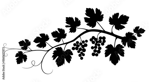 Silhouette of grapevine with detailed leaves and grape clusters, isolated on white background, symbolizing nature, harvest, agriculture, wine production, organic farming, and botanical decorative grap