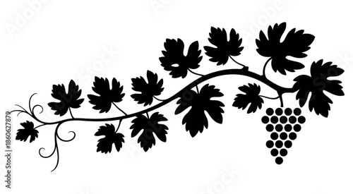 Silhouette of grapevine with detailed leaves and grape clusters, isolated on white background, symbolizing nature, harvest, agriculture, wine production, organic farming, and botanical decorative grap