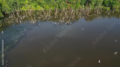 흰색의 커다란 태국의 철새들이 연못에서 휴식과 먹이활동, 백로, 왜가리, 황새, 그리고 해오라기 집단 서식지,	
