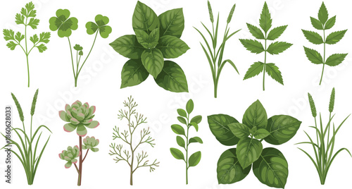 Large set of various green leaf botanical illustrations including herbs basil clover and succulent plants isolated on white background vector.