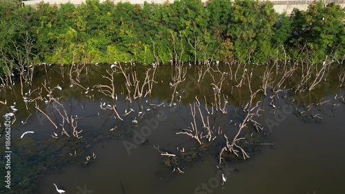 흰색의 커다란 태국의 철새들이 연못에서 휴식과 먹이활동, 백로, 왜가리, 황새, 그리고 해오라기 집단 서식지,	
