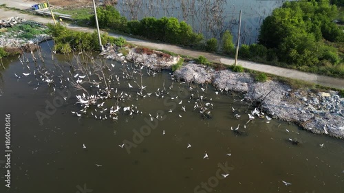 흰색의 커다란 태국의 철새들이 연못에서 휴식과 먹이활동, 백로, 왜가리, 황새, 그리고 해오라기 집단 서식지,	
