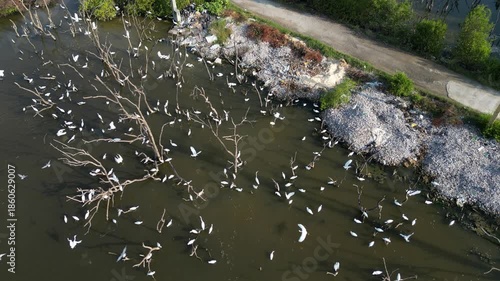 흰색의 커다란 태국의 철새들이 연못에서 휴식과 먹이활동, 백로, 왜가리, 황새, 그리고 해오라기 집단 서식지,	
