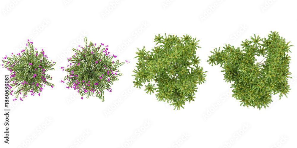 Fototapeta premium Collection of Averrhoa,Bauhinia trees on transparent background from the top view