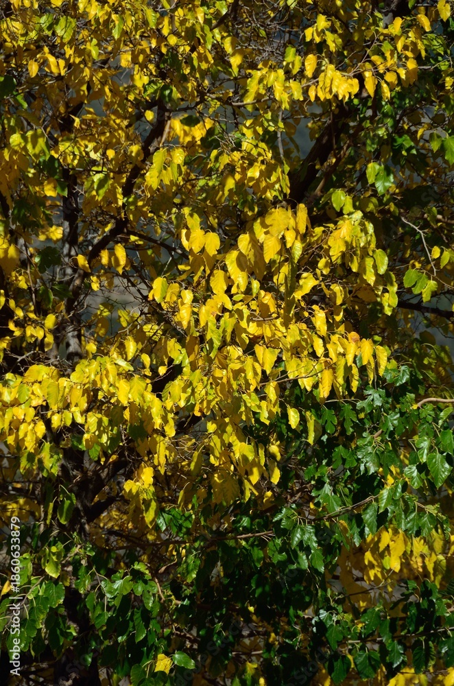 Obraz premium Álamos en otoño en Pampaneira, provincia de Granada, Andalucía, España 
