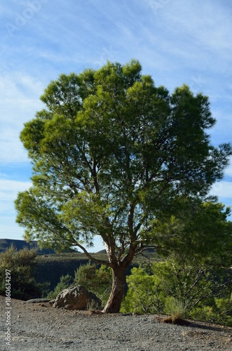 Bonito árbol junto a la la carretera A-346, Alpujarra de Granada, Andalucía, España
