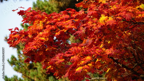 Konstfotografi red maple leaves