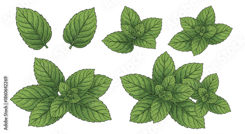 Realistic green mint leaves and sprigs collection showing fresh peppermint or spearmint foliage for cooking and herbal tea.