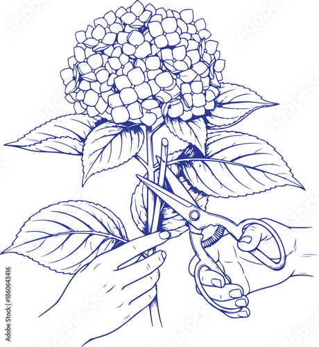 Hands pruning a hydrangea bloom vector Illustration