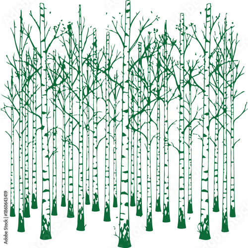 Illustrated forest of birch trees vector