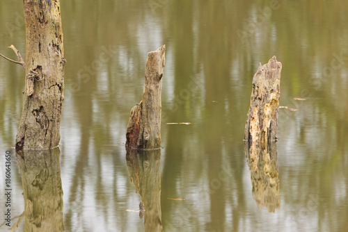 three trees reflected in the pond, green-gray water surface with reflected tree trunks, dead trees without bark reflected in the water, green-brown lines in the lake, green-brown colors on the lake