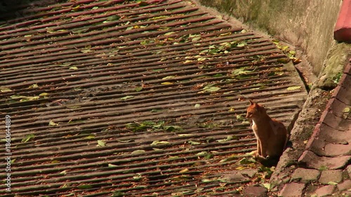 Two Street Cats on Tiered Concrete Street with Flying Leaves