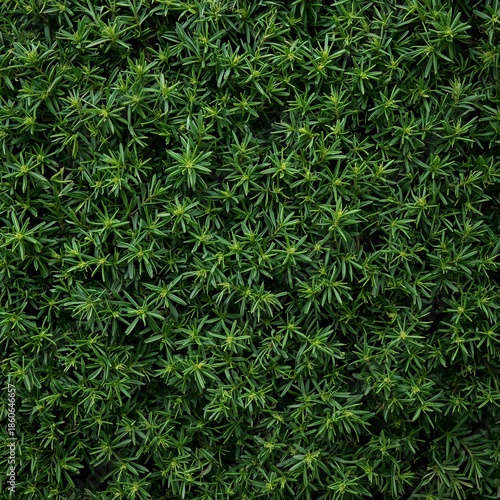 Dense Green Foliage Covers the Ground in a Natural Setting During Daylight Hours