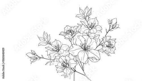 Delicate black and white line art of blooming flowers, with detailed petals and leaves