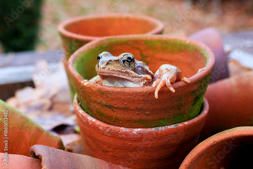 Close-up portrait of a frog hidden in old terracotta flower pots in the garden.