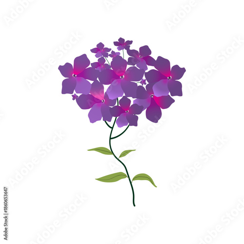 Purple Phlox Wildflower Botanical Illustration