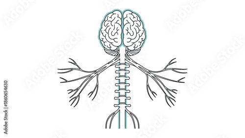 Elegant line art illustration depicting the intricate human nervous system with brain and spinal cord components