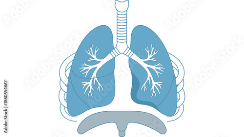 Illustration of Human Lungs and Diaphragm for Medical and Scientific Communication