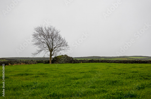 lonely tree in the field