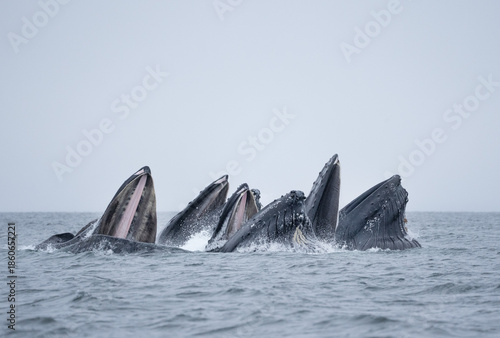 Fotografi A pod of humpback whales work together to gather tiny herring fish into a tight ball