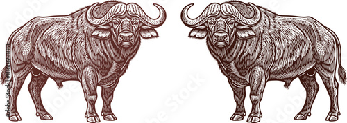 Two African Buffaloes in Engraved Style on Black Background Keywords: african buffalo, cape buffalo