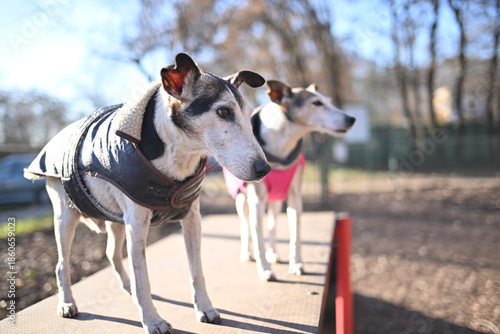 Cuadro en lienzo There are two old fox terrier in dog coats, in the sunny winter weather, they are watching something in the dog park