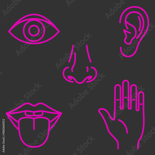 Sensory Organs Illustrated in Bright Pink on Dark Background