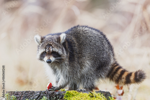 Common Raccoon Procyon lotor walks along stump showing striped tail and eyes.