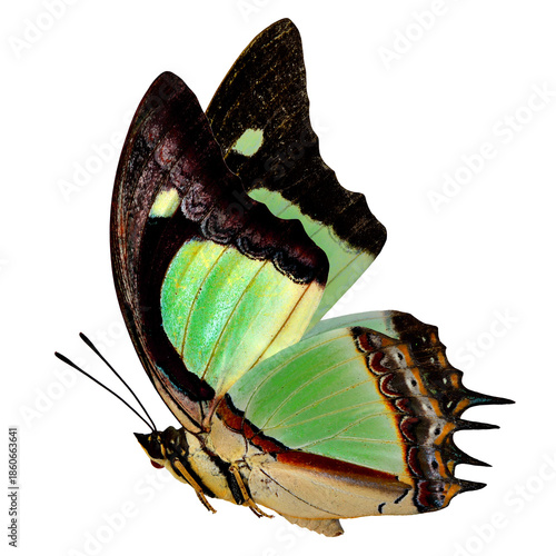 Bild auf Leinwand Striking green and brown butterfly with iridescent mint wings, bold black edges