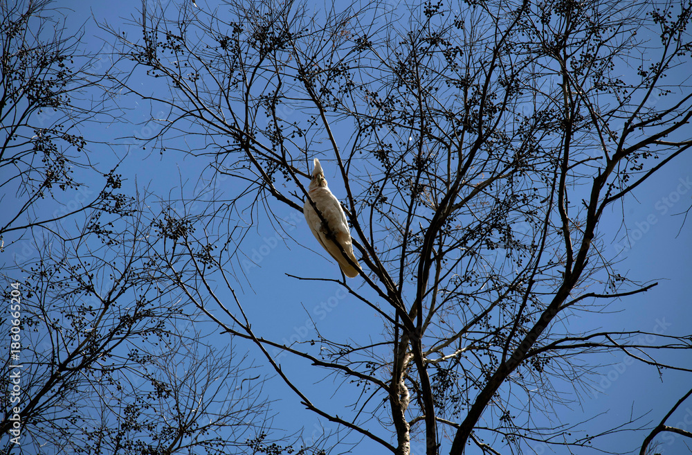 Obraz premium Little Corella (Cacatua sanguinea)