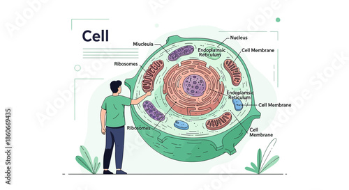 Illustration of a cell structure with labeled organelles and a pointing figure for educational