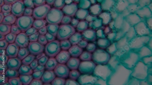 Microscopic image of plant cells stained in blue and magenta hues, showing round parenchyma cells and structured cell walls, ideal for botanical study.