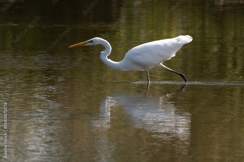 Fototapeta premium Grande Aigrette
