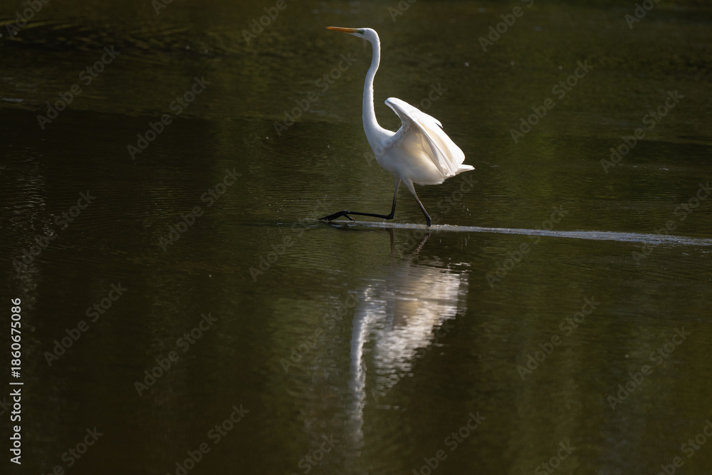 Obraz premium Grande Aigrette