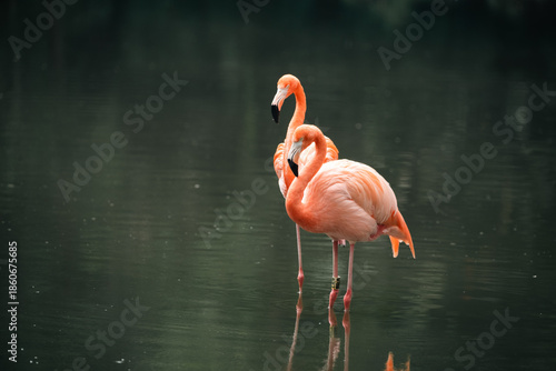 Flamingos standing and wading in a calm lake, reflected on the water surface