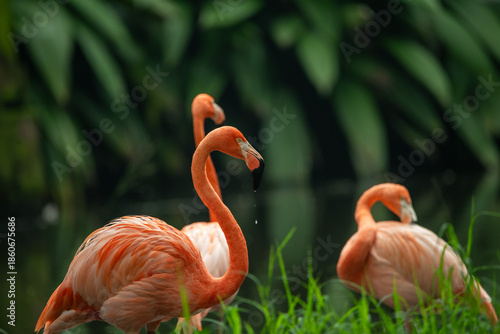 Flamingos standing and wading in a calm lake, reflected on the water surface