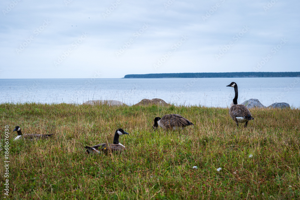 Fototapeta premium A Flock of Canada Geese Walks through the Grass in front of the Water on Anticosti Island, Quebec, Canada