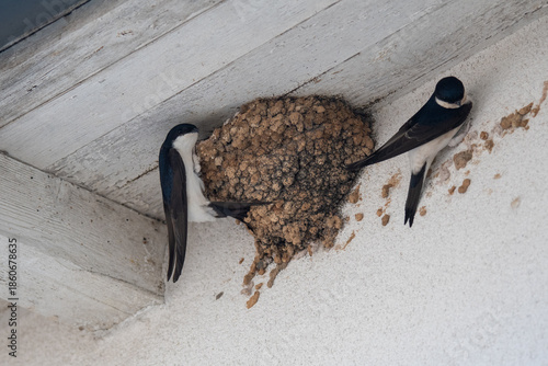Tableau sur toile House martins (Delichon urbicum) nesting under the roof of a white house