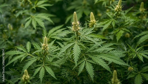 Green Herbal Plant Grows Lush in Garden Setting During Daytime